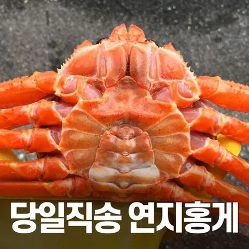 [당일조업] 초가성비 실속형 포항 구룡포 자숙 연지홍게 4.5kg (15미 내외) 고객감사이벤트증정100%