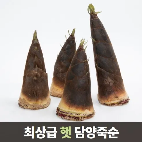 삼시세끼연구소 최상급 담양 삶은 죽순 죽순채 생죽순 맹종죽 5kg 10kg