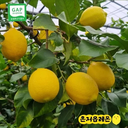 GAP인증 제주레몬 산지 발송 혼저옵레몬 3kg 5kg 10kg