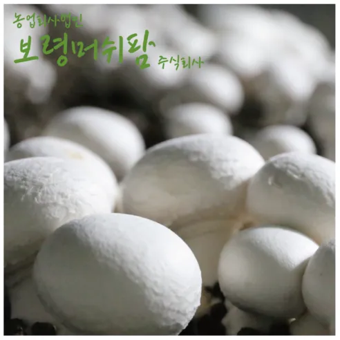 보령머쉬팜 버섯, 양송이버섯파지2kg, 1개