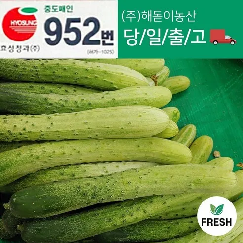 해돋이농산 국내산 백오이 백다다기 다다기오이 오이 못난이오이 10개 20개 30개, 10개